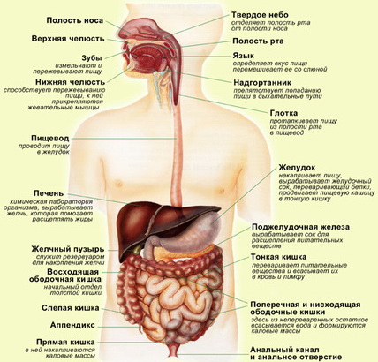 Система пищеварения