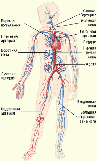 Кровеносная система