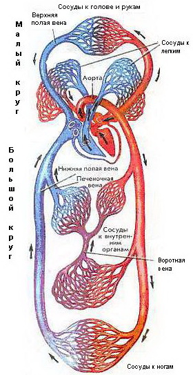 Малый и Большой круги кровообращения