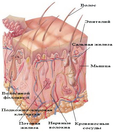 Кожа