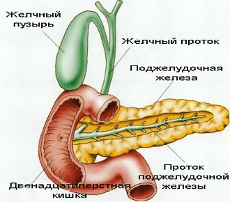 Двенадцатиперстная кишка