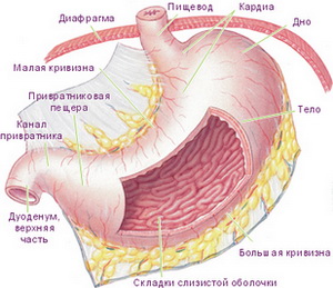 Желудок