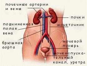 Мочевыделительная система
