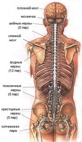 Нервная система
