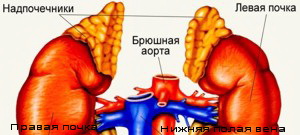 Надпочечники