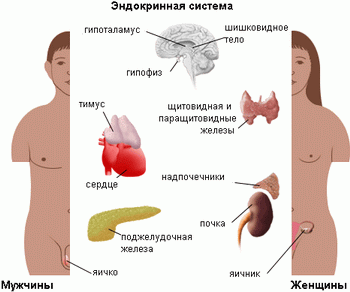 Схема эндокринной системы