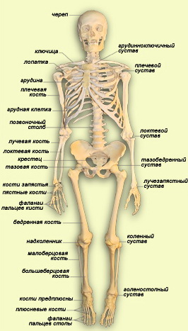 Скелет человека