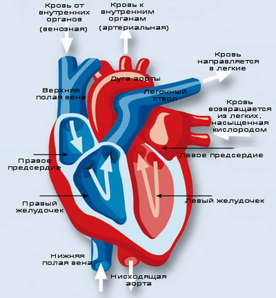 Сердце