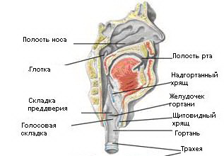 Верхние дыхательные пути