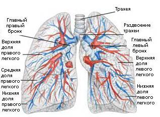 Легкие